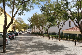 Substituição de árvores na Avenida 14 de Janeiro