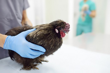 Comunicado da DGAV Alentejo sobre a gripe aviária